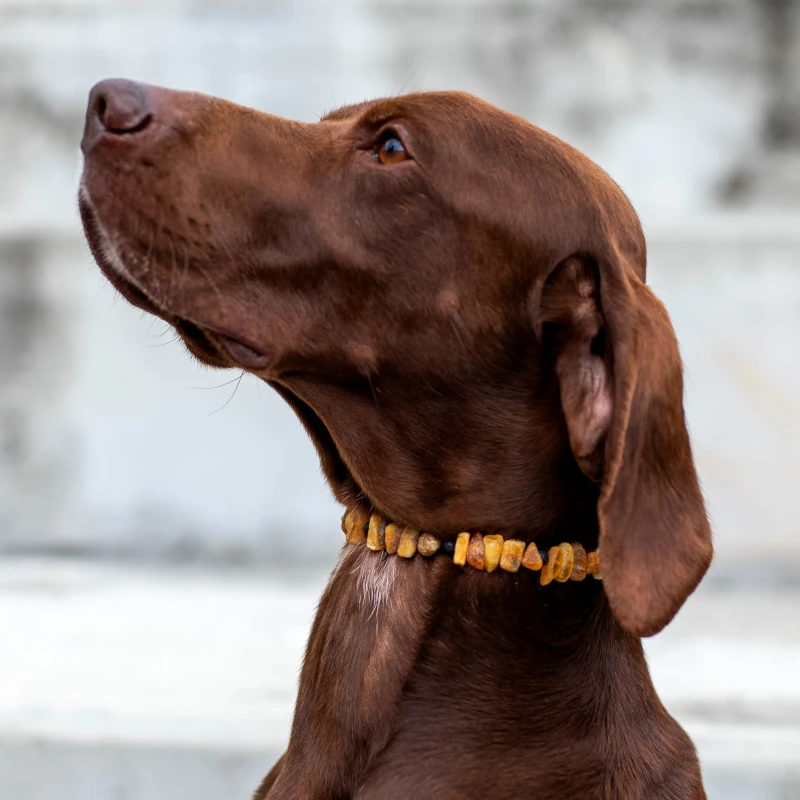 Antiparassitario naturale cane gatto - immagine 6